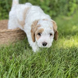 Orange Collar (Cedar) - White male Cavapoo puppy in Englewood, Ohio from Hart’s Cavapoos
