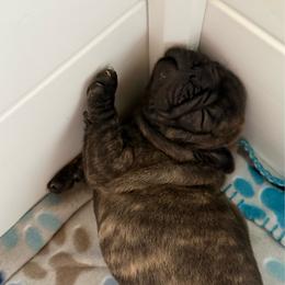 Brindle girl - Brindle female French Bulldog puppy in Livingston, Texas from Drake Home Frenchies