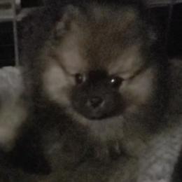 Mochi - Wolf sable male Pomeranian puppy in Downers Grove, Illinois from Forever Pomeranians
