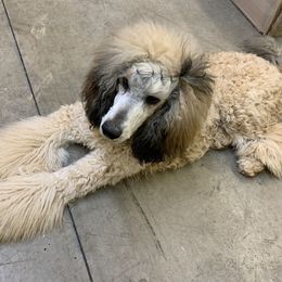 Poodle Puppies from Joy’s Logan Creek Poodles