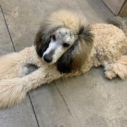 Poodle Puppies from Joy’s Logan Creek Poodles
