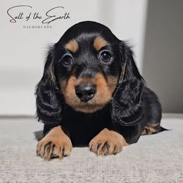 Wilson - ON HOLD - Black and tan male Dachshund puppy in Zebulon, North Carolina from Salt of the Earth Dachshunds