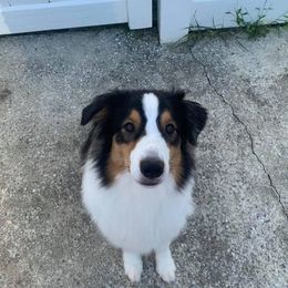Australian Shepherd All Grown Up from CoralBlitz Australian Shepherd