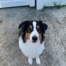 Australian Shepherd All Grown Up from CoralBlitz Australian Shepherd