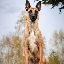 Lucifer - Belgian Malinois
