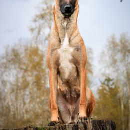 Lucifer - Belgian Malinois