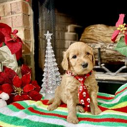 Goldendoodle Puppies from Central Texas Doodle Nest Kennel