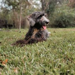 BlackBerry - Goldendoodle
