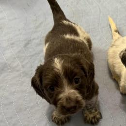 Tucker - Gray (blue) male Dachshund puppy in Lincoln, Arkansas from Red Dirt Dachshunds