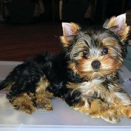 Yorkshire Terriers from StarBornYorkies