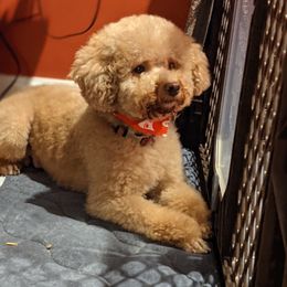 Ginger - Poodle