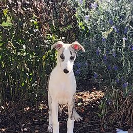 Whippet Puppies from Lishima Whippets