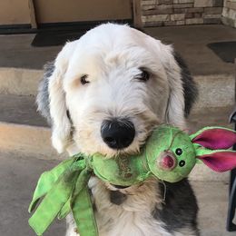 Walley - Poodle