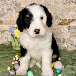 Oisin - Tri-color male Bernedoodle puppy in Midland, Michigan from Northern Charm Farm