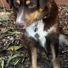 Miniature Australian Shepherds from Snick and Lick Adventure Dogs