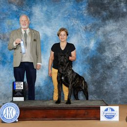 Boy 3 - Black brindle Cane Corso puppy in Granbury, Texas from Revolutions Kennel