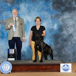 Boy 3 - Black brindle Cane Corso puppy in Granbury, Texas from Revolutions Kennel