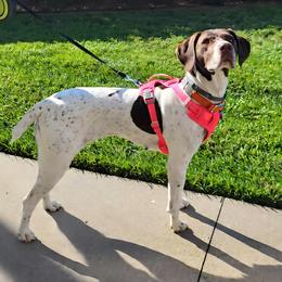 German Shorthaired Pointer Puppies from H LAVA C Pointers