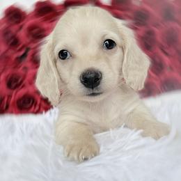 Cody tiny longhair - Cream male Dachshund puppy in Richmond, Virginia from Irresistible Dachshunds & Cavaliers