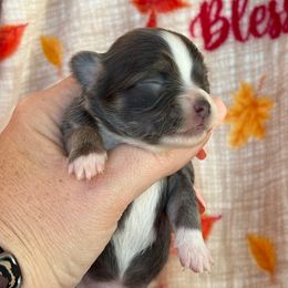 Buddy - Blue and white male Chihuahua puppy in Beckemeyer, Illinois from Guardian’s of the Chihuahuas