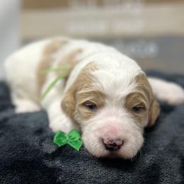Green Male - Parti male Goldendoodle puppy in Great Falls, Montana from Montana Goldendoodles