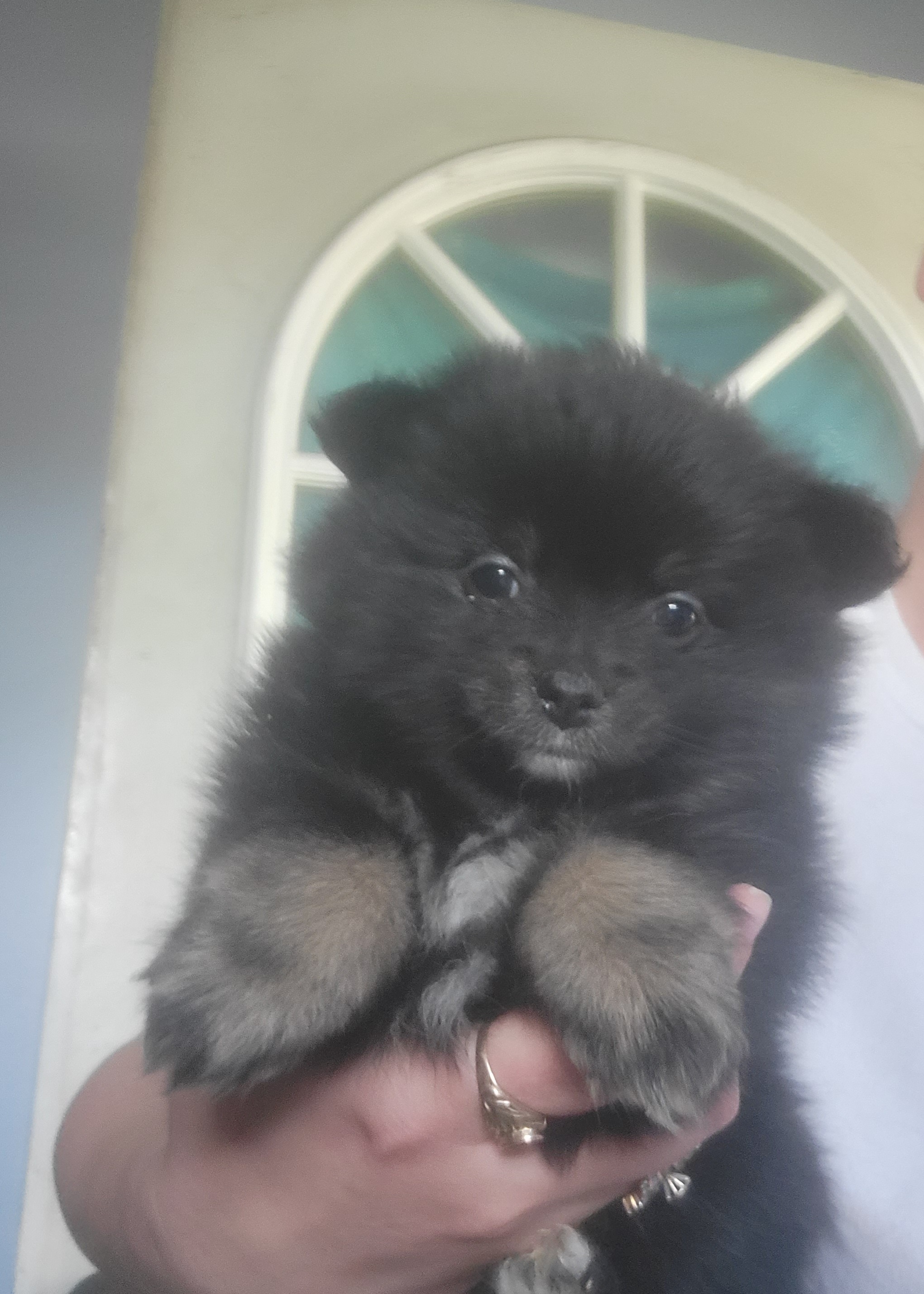 Pomeranian Puppies from Mother of Poms