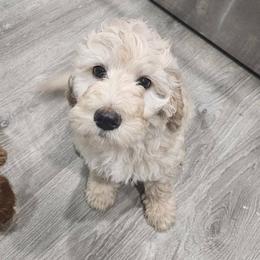 Daisy - Cream female Goldendoodle puppy in Meridian, Idaho from Lucy's Golden Doodles