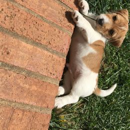 Russell Terrier Puppies from Woodside
