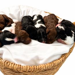 Cavapoo Puppies from Curly Q Cavapoos