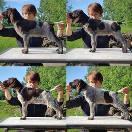German Shorthaired Pointer Puppies from Trillium German Shorthaired Pointers