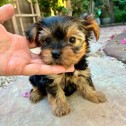 Lula - Blue and gold female Yorkshire Terrier puppy in Yuma, Arizona from Yuma Yorkie