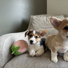 Queenie - Black and tan female Pembroke Welsh Corgi puppy in Lebanon, Oregon from Highland Meadow Corgis