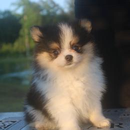 Smiles - Black and tan parti female Pomeranian puppy in Andrews, South Carolina from Purple Diamonds Kennel