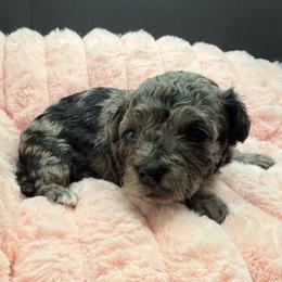 Julep - Grey female Maltipoo puppy in Colonial Beach, Virginia from BeachRidge Pups