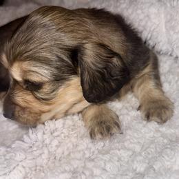 Male1 - Cream male Dachshund puppy in Wickenburg, Arizona from Glossy Doxies