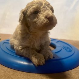 Beyoncé - Silver female Shihpoo puppy in Macon, Georgia from Shipoo Lane