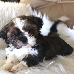 Chanel - Brindle and white female Shih Tzu puppy in Peoria, Arizona from Shihtzucircusaz