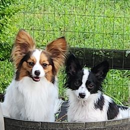 Papillon Puppies from Leslie's Papillons
