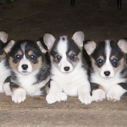 American Corgis and Pembroke Welsh Corgis from Vintage Corgis
