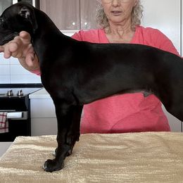 Whippet Puppies from Jody Eller's Whippets
