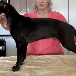 Whippet Puppies from Jody Eller's Whippets
