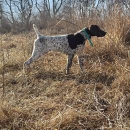 Tyler - Liver and white male German Shorthaired Pointer puppy in Dearborn, Missouri from Hardwood Kennels