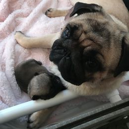 Pug Puppies from Pickwick Pugs