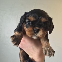Purple girl - Black and tan female Cavalier King Charles Spaniel puppy in Medford, Oregon from Country Chic Cavaliers