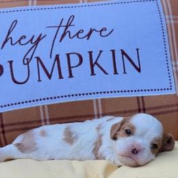 Big John - Blenheim male Cavalier King Charles Spaniel puppy in Hemphill, Texas from Toledo Bend Cavaliers
