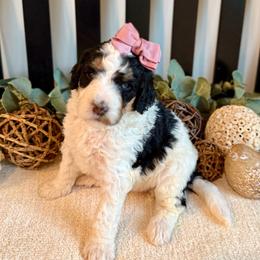 Kiki - Black and white female Bernedoodle puppy in Perrysville, Ohio from Pleasant Valley Bernedoodles