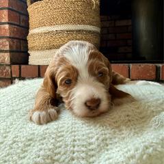 Aven - Red  female Goldendoodle puppy in Waterford, California from Alvdoodles