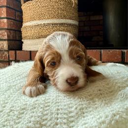 Aven - Red  female Goldendoodle puppy in Waterford, California from Alvdoodles