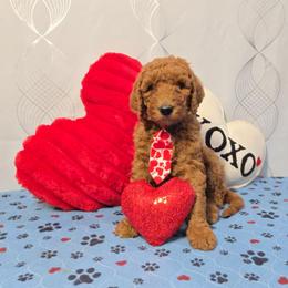 Loki - Red Collar - Red  male Goldendoodle puppy in Auburn, Kansas from Puppy Paradise:  English Mastiff Puppies & Standard Goldendoodle Puppies