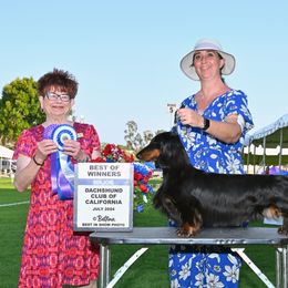 Dachshund All Grown Up from Rare Treat Dachshunds